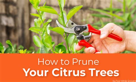 Trim Citrus Trees