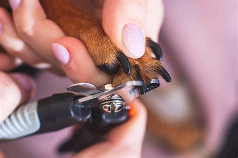 Trim Dog Nails Difficult Dog