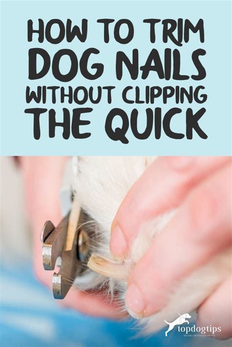 Trim Dog Nails Without Bleeding