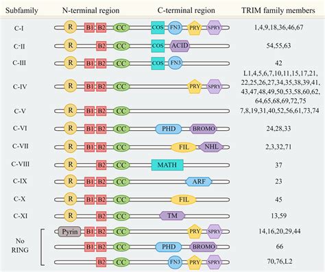 Trim Function Genexus