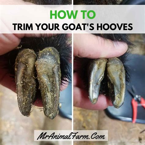 Trim Goat Hoof