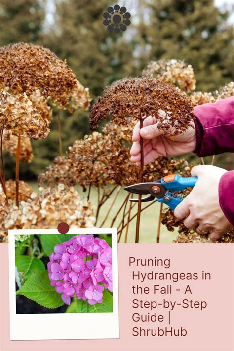 Trim Hydrangea In Fall Or Spring