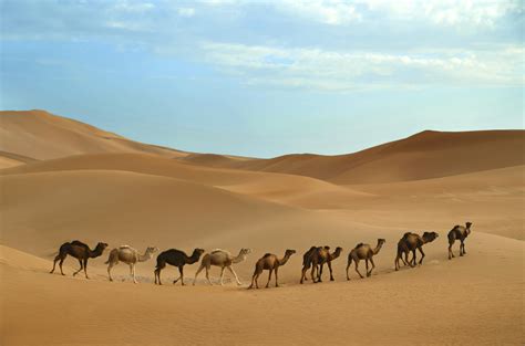 trip to sahara desert