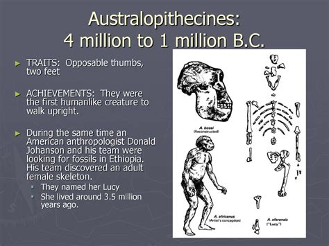 tripled in size australopithecines