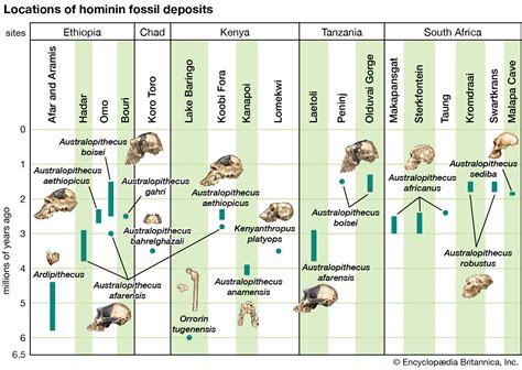 tripled in size since australopithecines