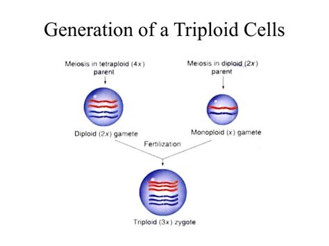 Triploid Organism