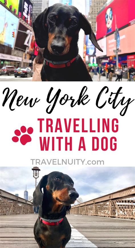 trivago pet friendly in new york city