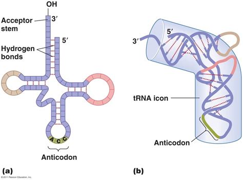 trna taking rna diagram