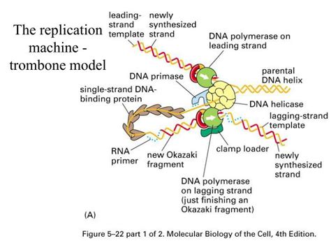 trombone model of dna replication