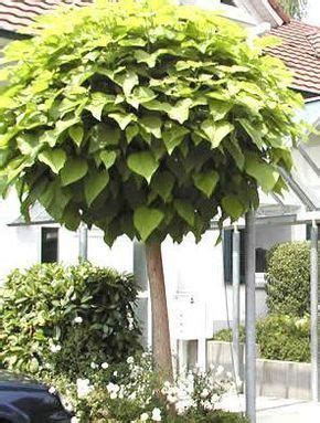 Trompetboom Voortuin