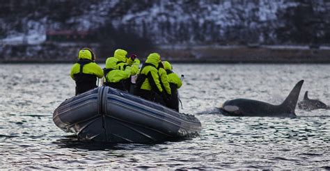 tromso whale watching winter tours 3 hour