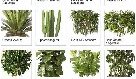 Types Of Tropical House Plants