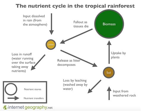rainforest nutrient cycle Google Search Creative Learning