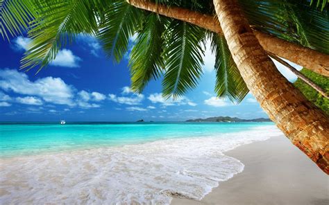 tropical beach