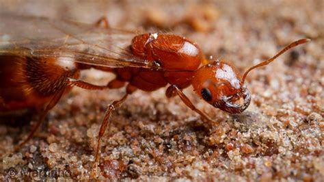 tropical fire ant queen for sale