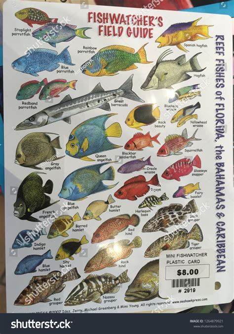 Tropical Fish Size Chart