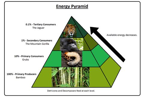 tropical rainforest biome energy pyramid