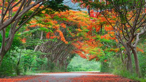 tropical tree with orange flowers