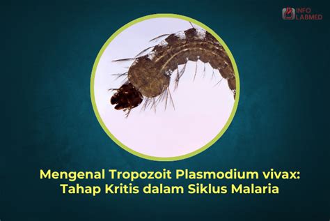 tropozoit