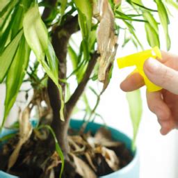 Troubleshooting Common Bedroom Plant Problems