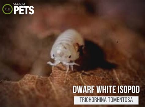 Troubleshooting Common Problems with Dwarf White Isopods