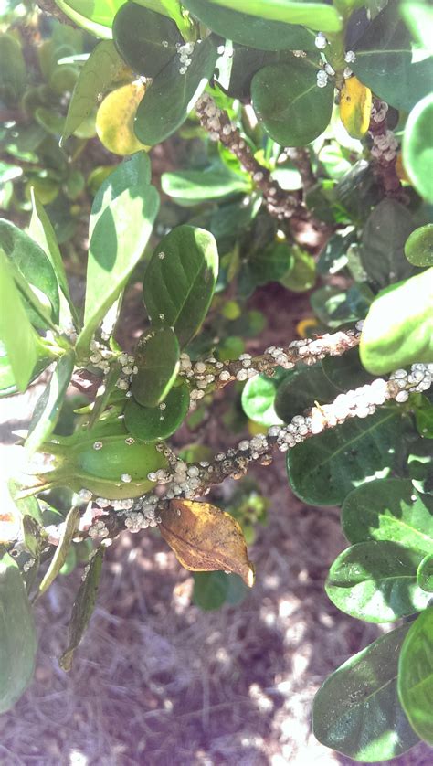 Troubleshooting gardenias in a box