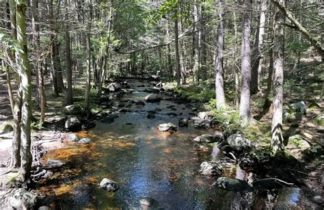 Trout Brook Greenway