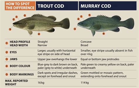 Trout Cod Identification