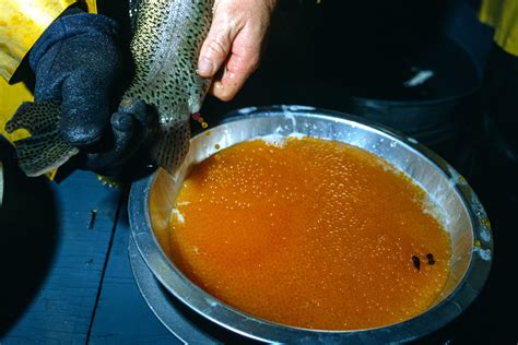 Trout Eggs Production