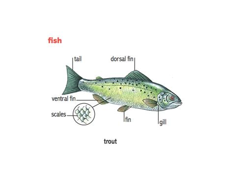 Trout Fish Definition