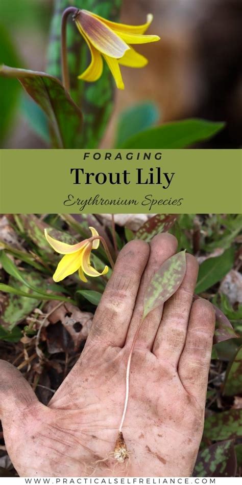 Trout Lily Foraging
