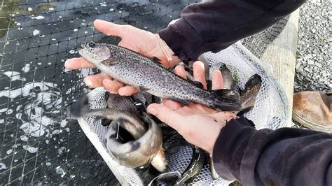 trout stocking ohio 2024