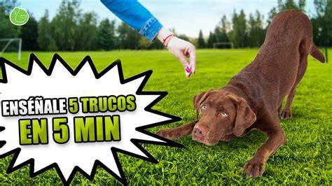 Conoce trucos sencillos para enseñar a un perro a comportarse
