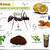 trucs et astuces pour eliminer les fourmis