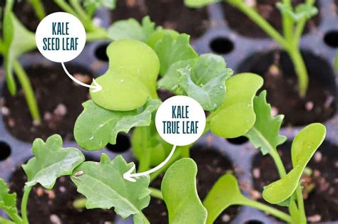 Seed Starting Tips 20 Ideas from The Gardening Cook