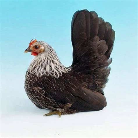 true bantam chicken breeds