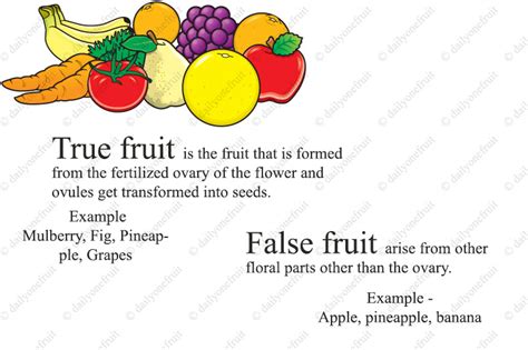 True Fruit Definition Simple