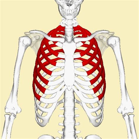 True Ribs Location And Function