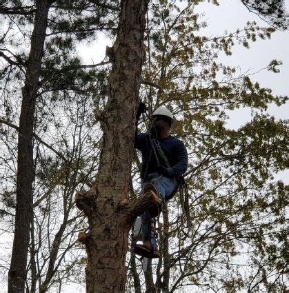 true timber tree service