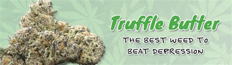 Truffle Butter Weed