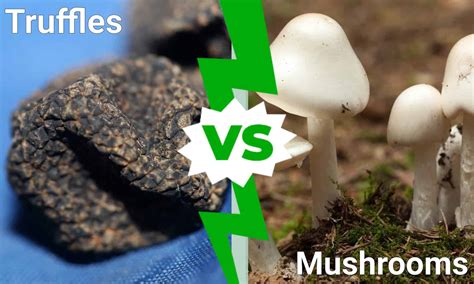 Truffle Vs Fungus
