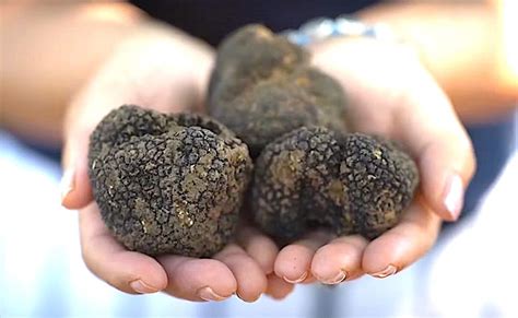Truffles In Greece