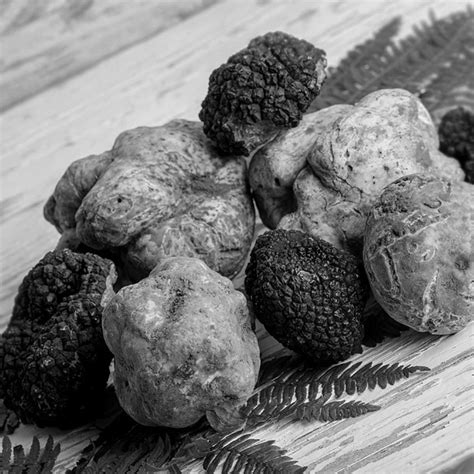 Truffles Origin Of Word