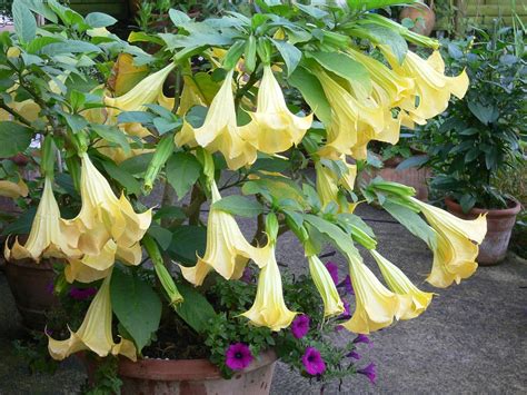 trumpet flower plant care