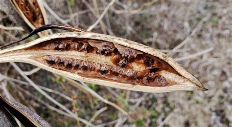 trumpet flower seed pods