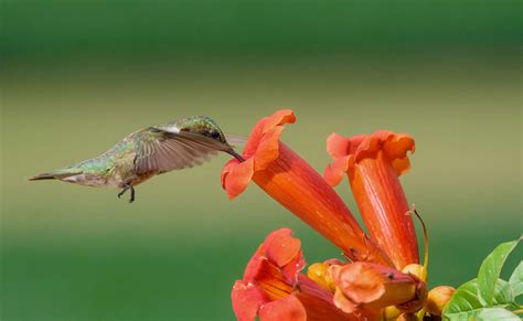 trumpet honeysuckle plant hummingbird