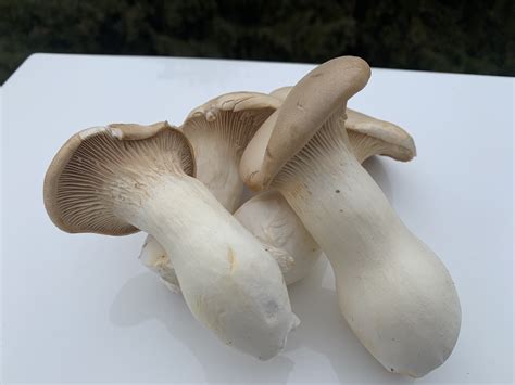 trumpet mushrooms delivery