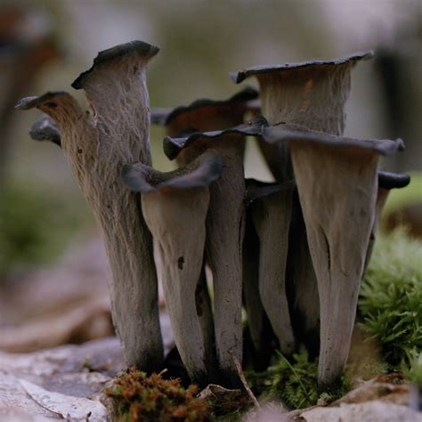 trumpet mushrooms where to buy