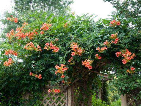 trumpet vine care and pruning