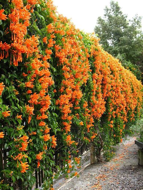 trumpet vine climbing plant